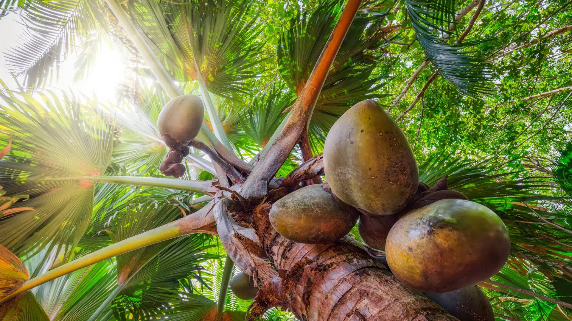Pristine wonders in Seychelles