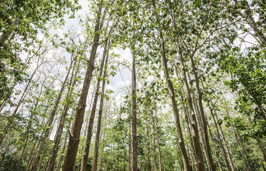 Introducing ecological <br/>materials